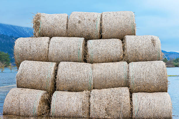 Bale Silage on Fields