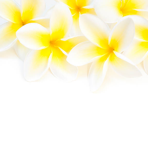 istock Plumeria Flowers Top Border on White Background 470495969