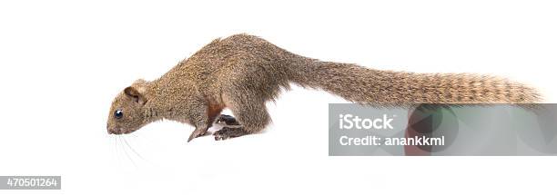 Red Bellied Squirrel Isolated Stock Photo - Download Image Now - White Background, 2015, Animal