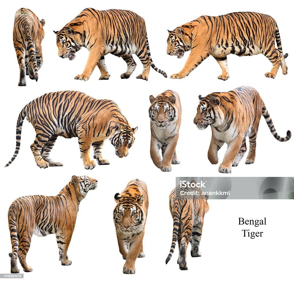 bengal tiger isolated  on white background collection of  bengal tiger isolated  on white background Tiger Stock Photo