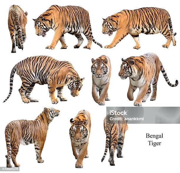 Bengal Tiger Isolated On White Background Stock Photo - Download Image Now - Tiger, Cut Out, Walking