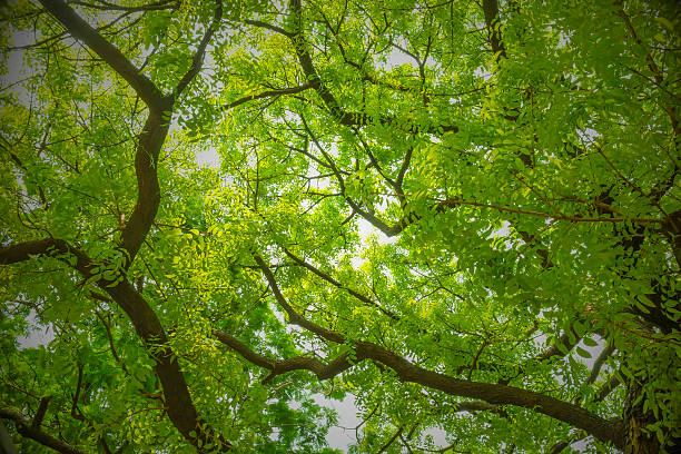 Banyan Tree - Branches and Green Leaves with bright background.