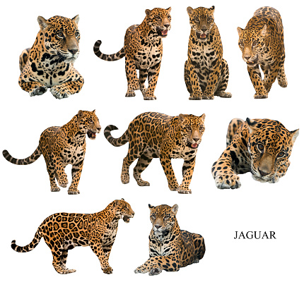 jaguar (panthera onca) aislado photo