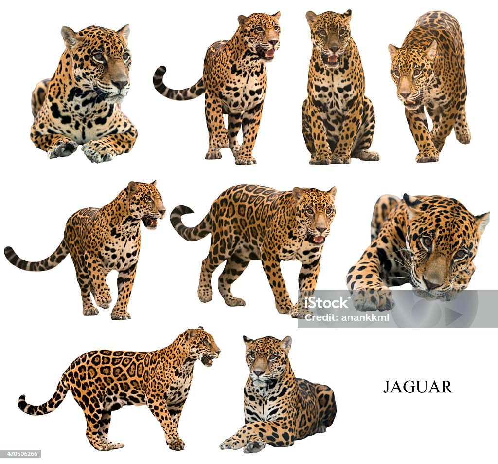 jaguar ( panthera onca ) isolated jaguar ( panthera onca ) isolated on white backgrond Jaguar - Cat Stock Photo