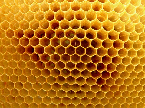 View of honeycomb inside the hive. 