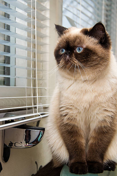 istock Cat sitting near window blinds 470508083