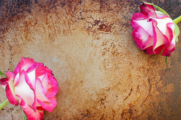 Lindas rosas em um enferrujado, fundo grunge - fotografia de stock