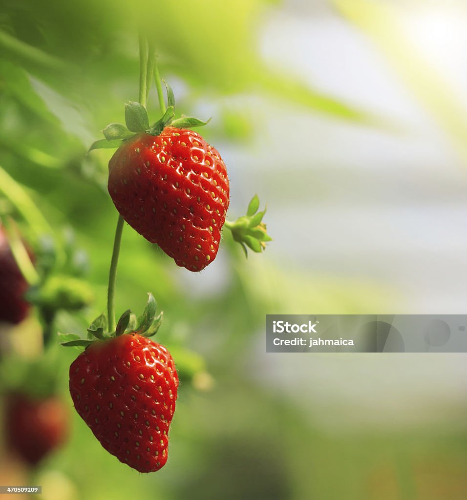 Strawberry Strawberry fruits on the branch at the morning light Macrophotography Stock Photo