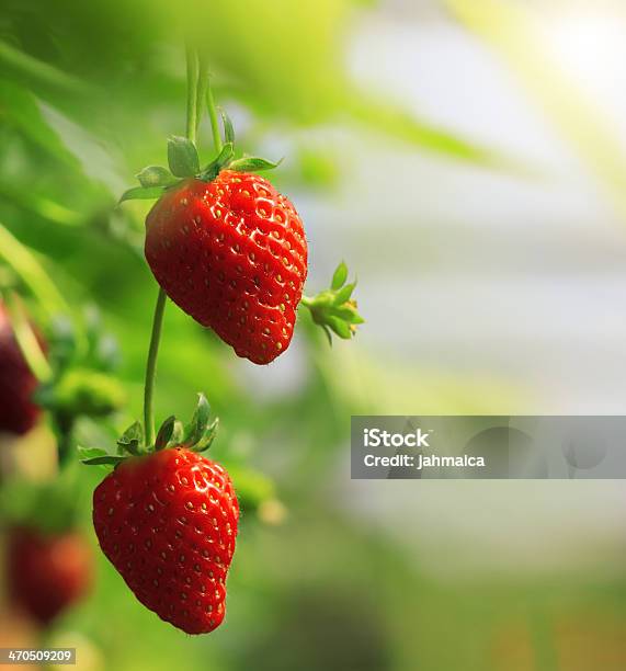 Strawberry Stock Photo - Download Image Now - Macrophotography, Strawberry, Agricultural Field