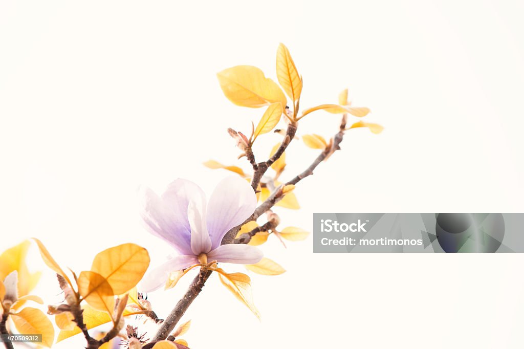 Flower in white 2015 Stock Photo