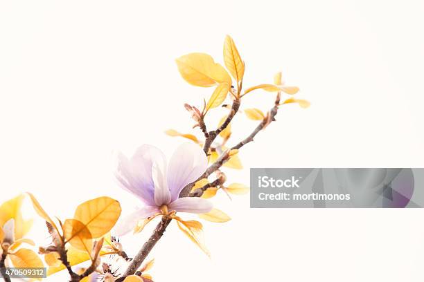 Flower In White Stock Photo - Download Image Now - 2015, Bouquet, Close-up