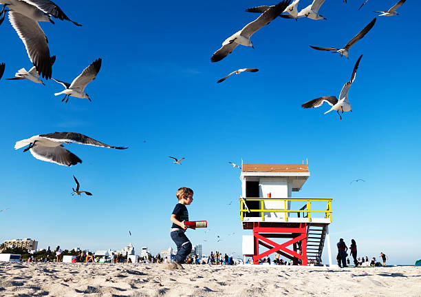 child chasing seagulls on the beach in Miami, Florida, USA