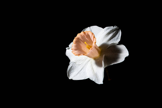 istock White narcissus against a black background 470510102