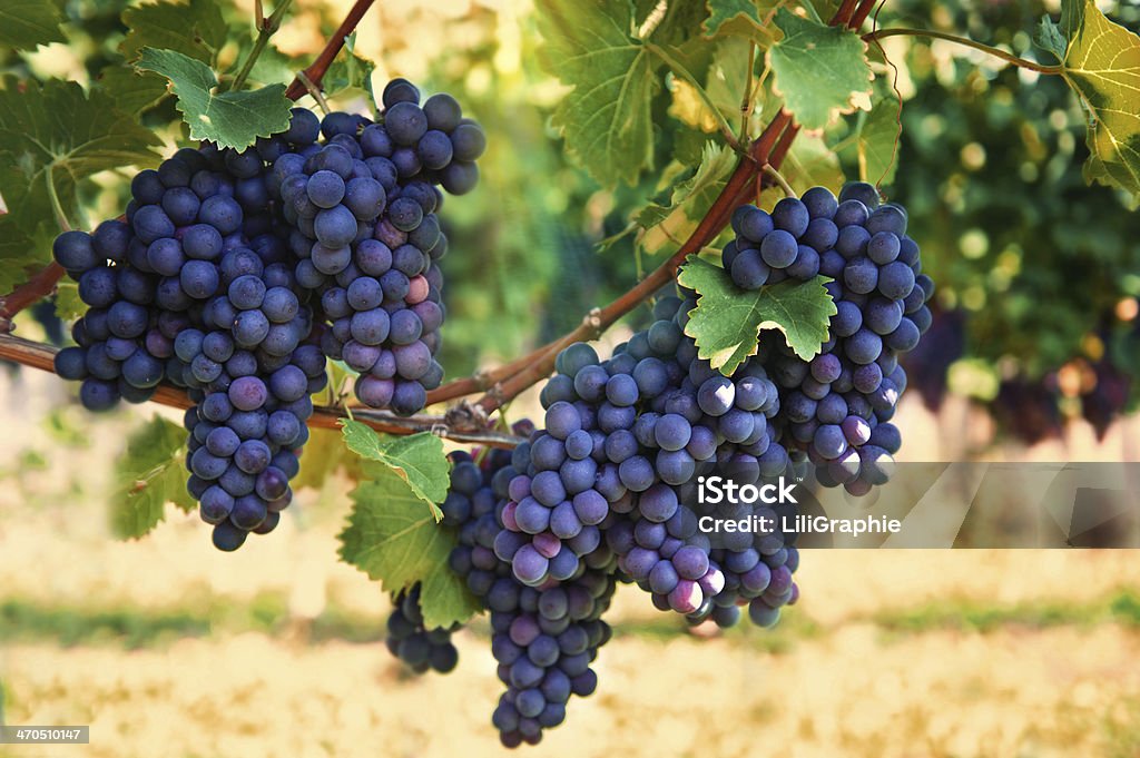 Raisins rouges pourpres avec Feuilles vert sur la vigne - Photo de Raisin noir libre de droits