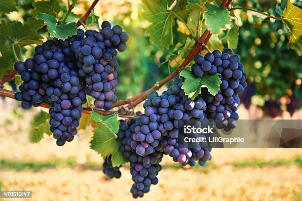 Photo libre de droit de Raisins Rouges Pourpres Avec Feuilles Vert Sur La Vigne banque d'images et plus d'images libres de droit de Raisin noir