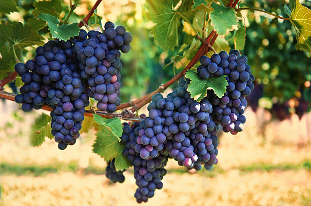 purple red grapes with green leaves on the vine. vine grape fruit plants outdoors. autumn and harvest. selective focus