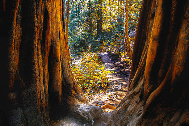 view of Dipsea Trail running through Muir Woods in Marin County of Northern California