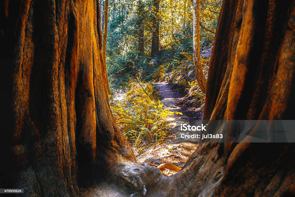 Nature Trail in Northern California view of Dipsea Trail running through Muir Woods in Marin County of Northern California Redwood Tree Stock Photo