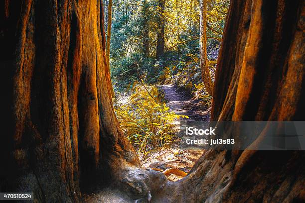 Nature Trail In Northern California Stock Photo - Download Image Now - Redwood Tree, California, Muir Woods