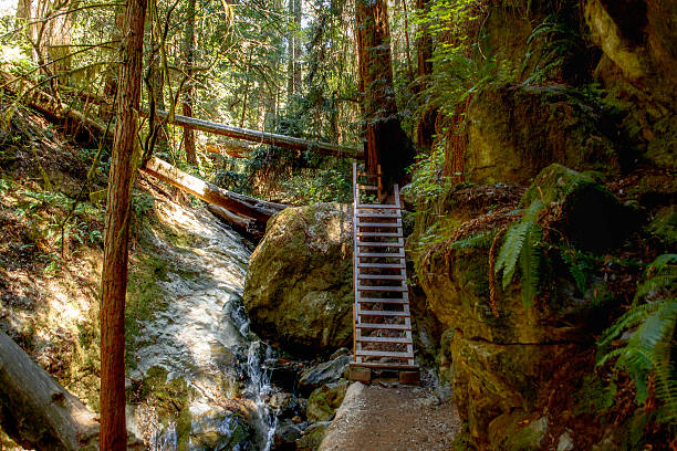 istock Nature Trail in Northern California 470510526