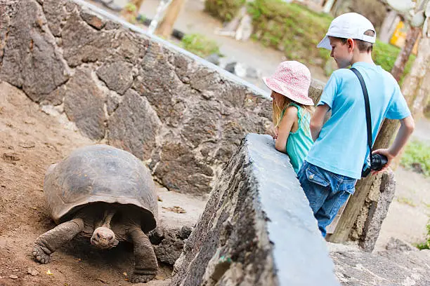 Boy and girl watching giant turtle at Galapagos island of Isabela