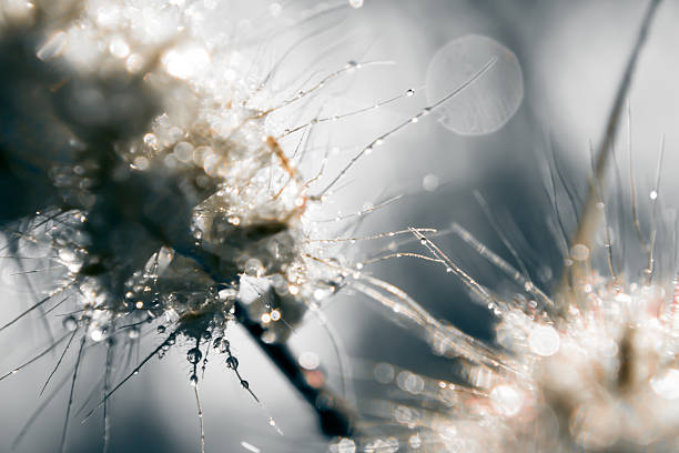istock Blur and soft focus of grass flower with water drops 470513146
