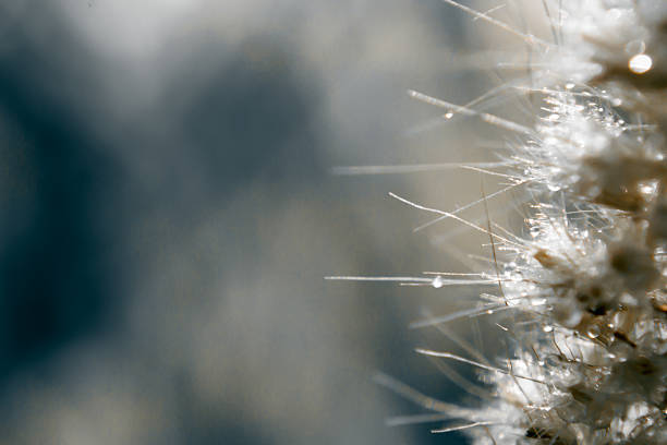 istock Blur and soft focus of grass flower with water drops 470513206