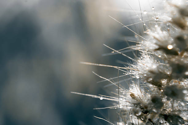 istock Blur and soft focus of grass flower with water drops 470513218