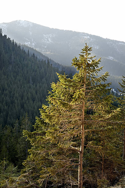istock Tatra Mountains near Zakopane. Poland 470514140