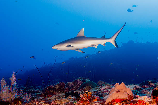 istock Grey shark jaws ready to attack underwater close up portrait 470515172