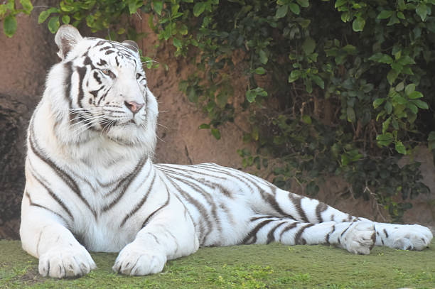 istock Black and White Striped Tiger 470516615