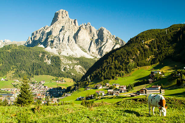 vaca en corvara - corvara fotografías e imágenes de stock