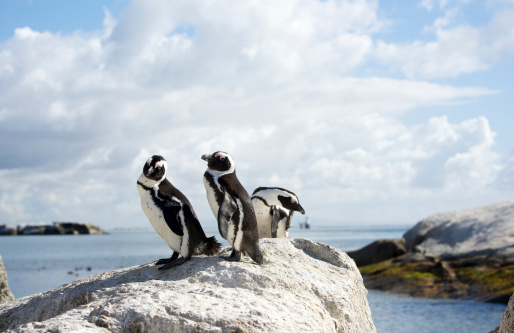 Three African penguins on Cape Town rock