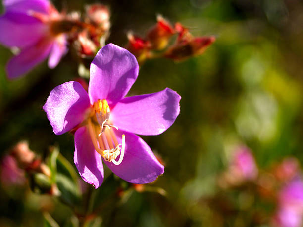 istock Flowers wildflowers 470517643