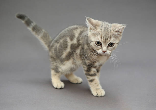 istock Little British kitten gray colors 470517644