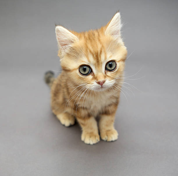 istock Little British red kitten with big eyes 470517682