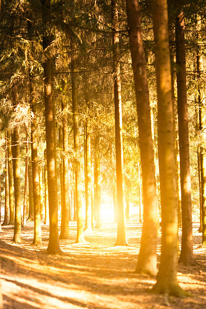istock Sunlight penetrates through the trunks of trees 470518510