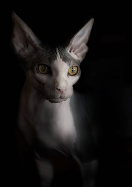Artistic Sphynx cat portrait. Black background Artistic Sphynx cat portrait. Black background luxor las vegas stock pictures, royalty-free photos & images