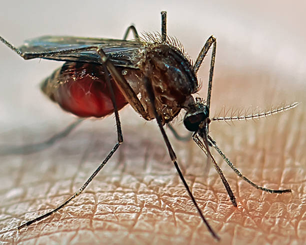 Close-up of mosquito standing on skin stock photo