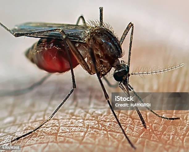 Closeup Of Mosquito Standing On Skin Stock Photo - Download Image Now - Dengue Fever - Fever, Mosquito, Malaria Parasite