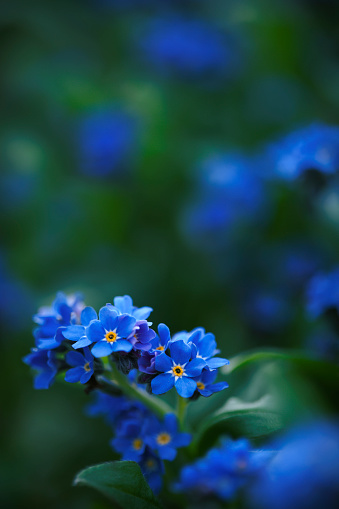 Close-up image of forget-me-not flowers against defocused flowery background.  The camera is focused on the flowers in the lower half of the image
