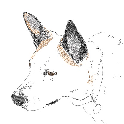 Alert and curious white dog wearing his collar. Drawing in digital, colored pencil.