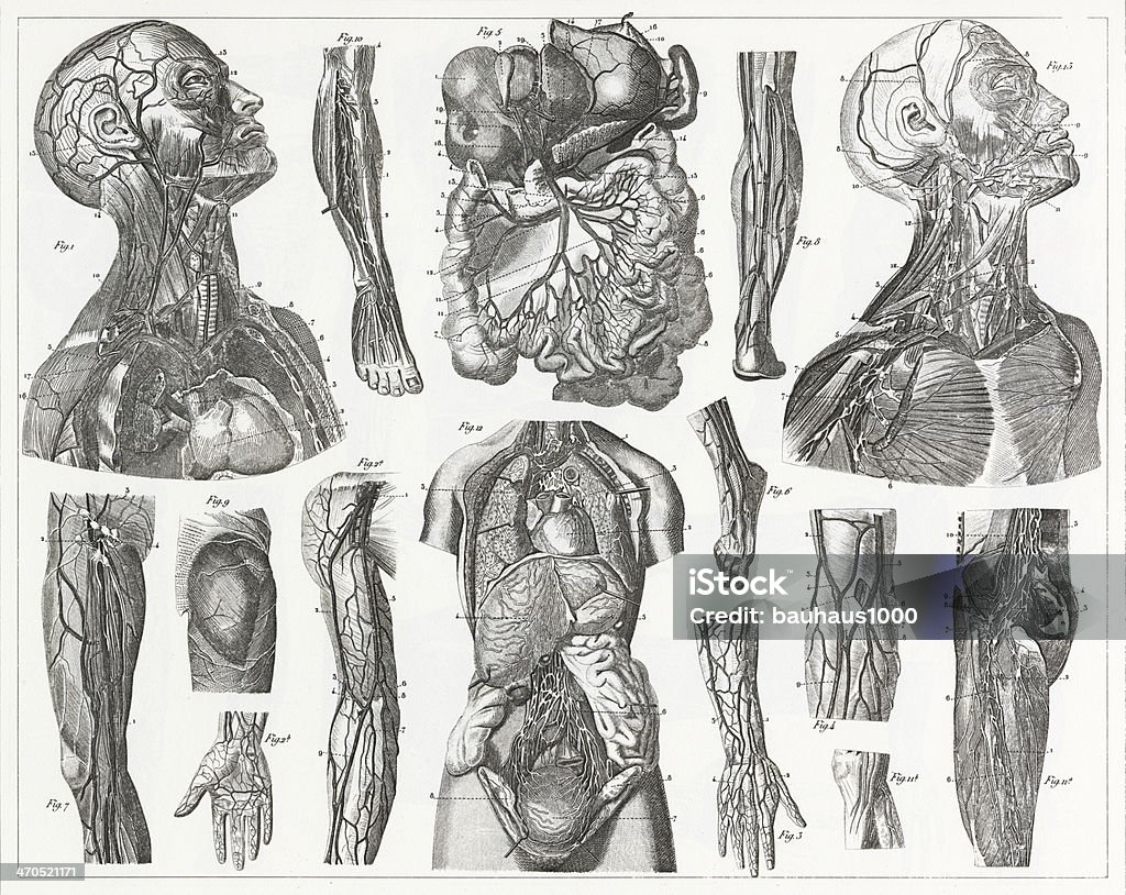 Cardivascular System Gravur - Lizenzfrei Anatomie Stock-Illustration