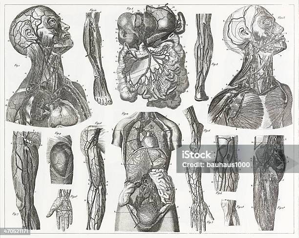 Cardivascular System Gravur Stock Vektor Art und mehr Bilder von Anatomie - Anatomie, Menschlicher Körper, Illustration