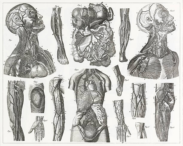 cardivascular 시스템 음각 - human lung stock illustrations