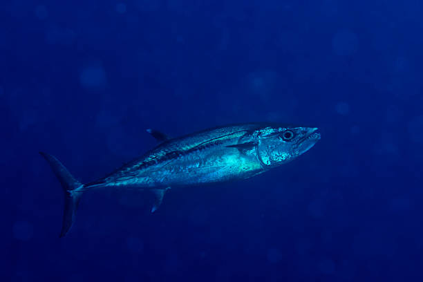 istock Yelllowfin tuna underwater 470523178