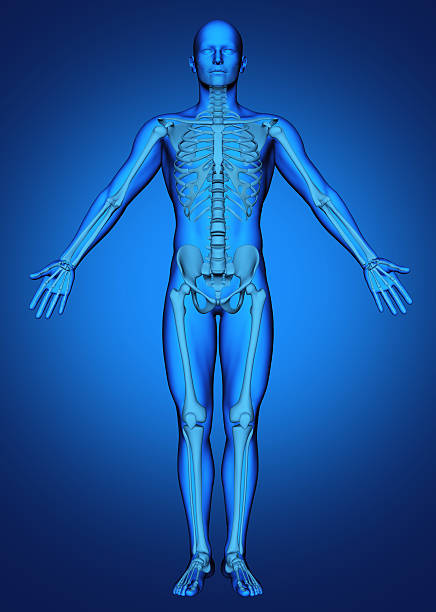 istock 3D male figure with skeleton 470523204