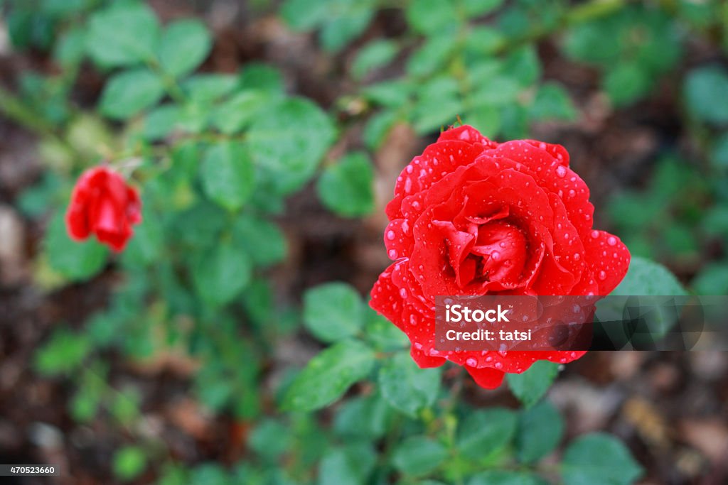 Red rose with rain drops Red rose on a bush. Minsk Botanical garden, Belarus. Horizontal colour photo. 2015 Stock Photo