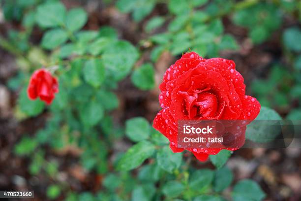 Red Rose With Rain Drops Stock Photo - Download Image Now - 2015, Botany, Copy Space