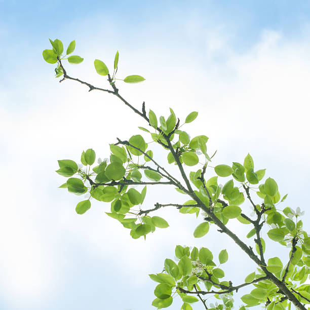 枝、緑の葉に、ブルースカイ - leaf beech leaf green branch ストックフォトと画像